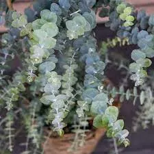Эвкалипт Baby Blue Bouquet