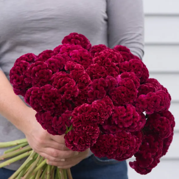 Целозия Cramer’s Burgundy