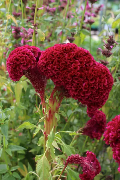 Целозия Cramer’s Burgundy