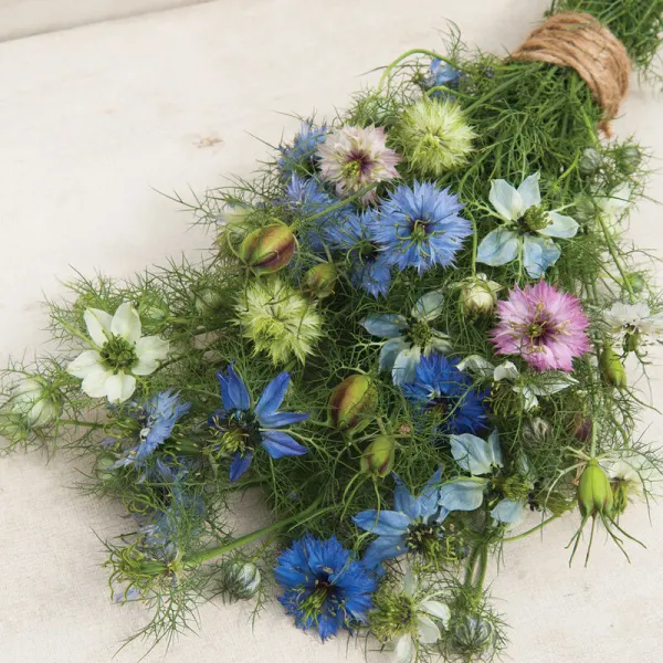 Нигелла Love-in-a-Mist