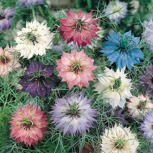Нигелла Love-in-a-Mist