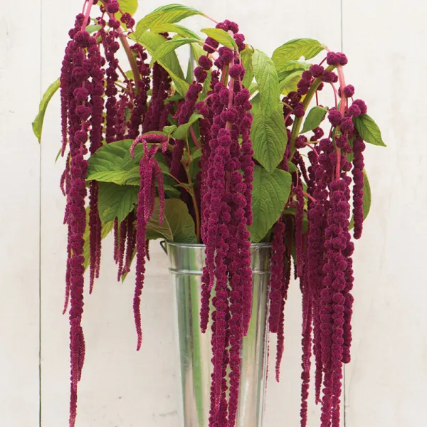Амарант Love Lies Bleeding
