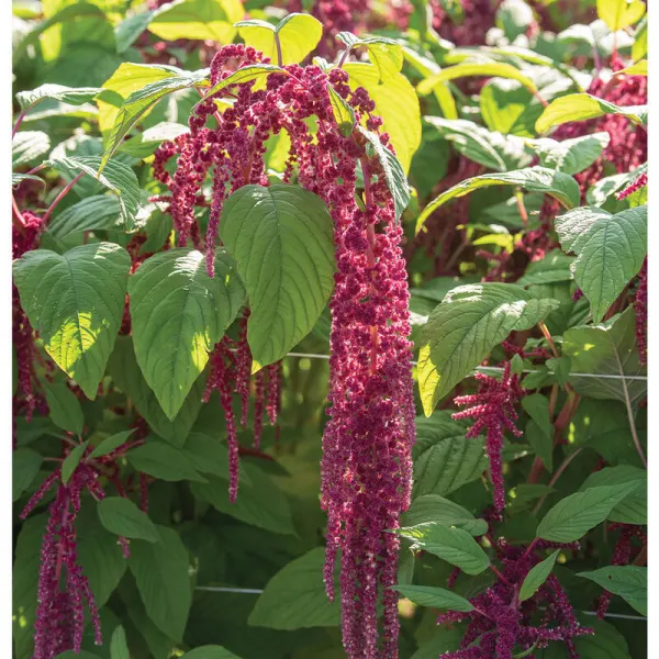 Амарант Love Lies Bleeding