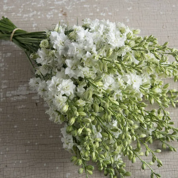 Шпорник / Дельфиниум QIS White