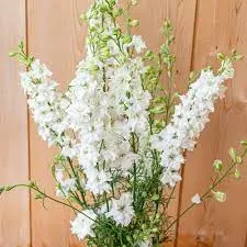 Шпорник / Дельфиниум QIS White