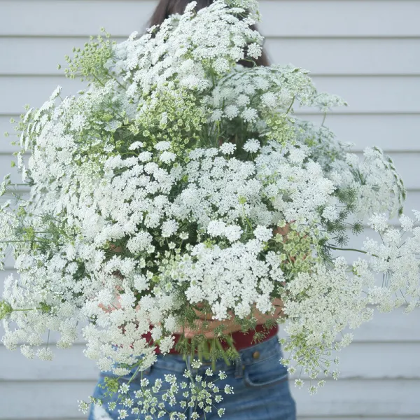 Амми White Dill