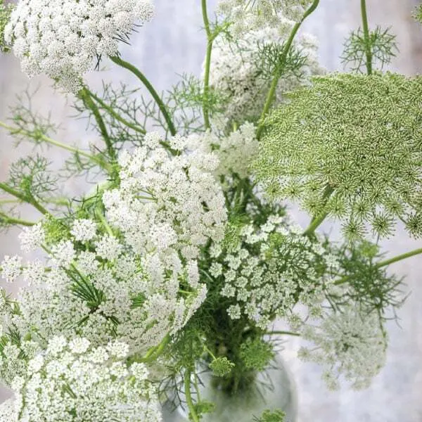 Амми White Dill