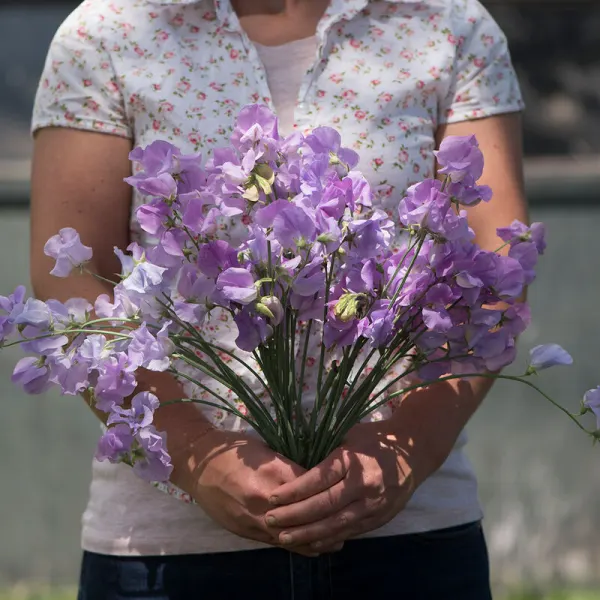 Душистый горошек Elegance Lavender