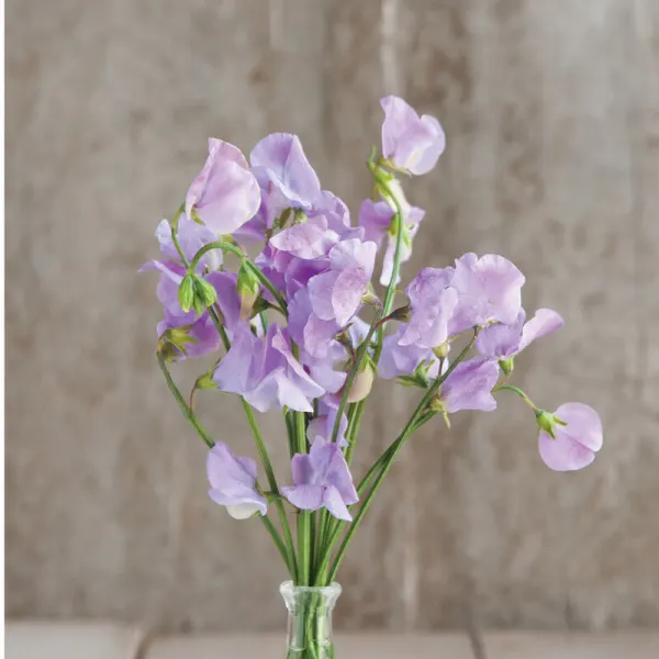 Душистый горошек Elegance Lavender