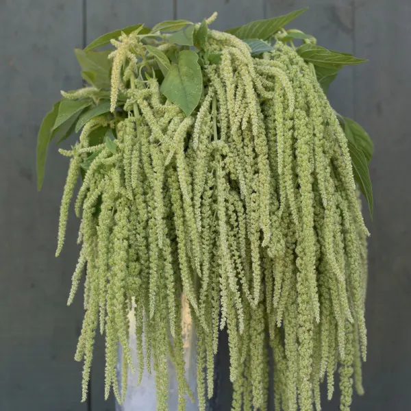 Амарант Emerald Tassels