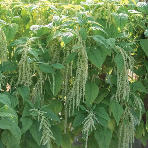 Амарант Emerald Tassels