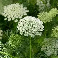 Амми Green Mist