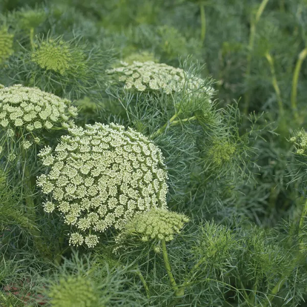 Амми Green Mist