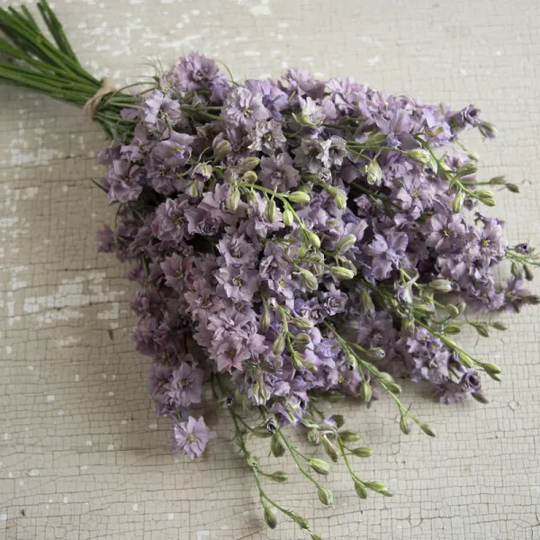 Шпорник / Дельфиниум Misty Lavender