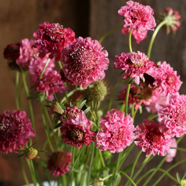 Скабиоза Salmon Rose
