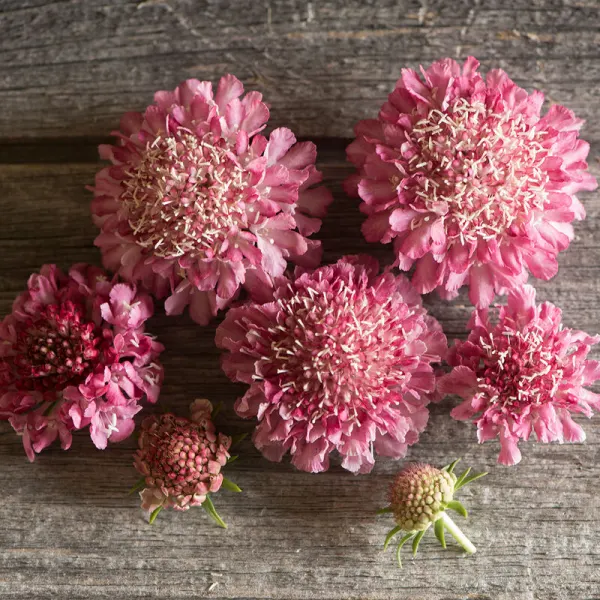 Скабиоза Salmon Rose