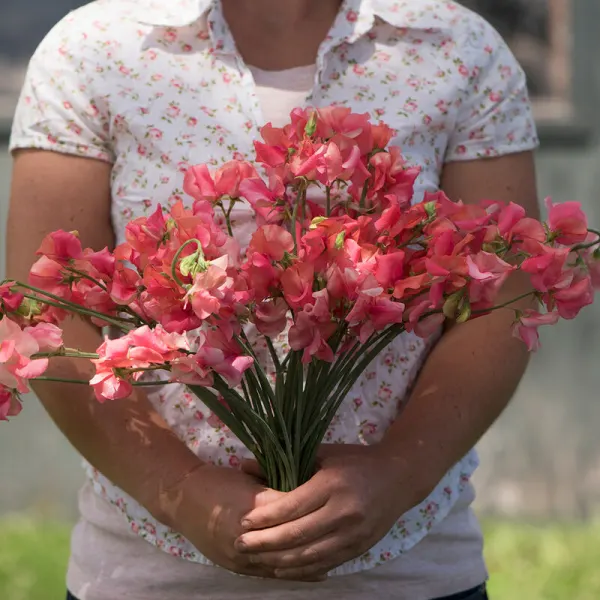 Душистый горошек Elegance Salmon Rose