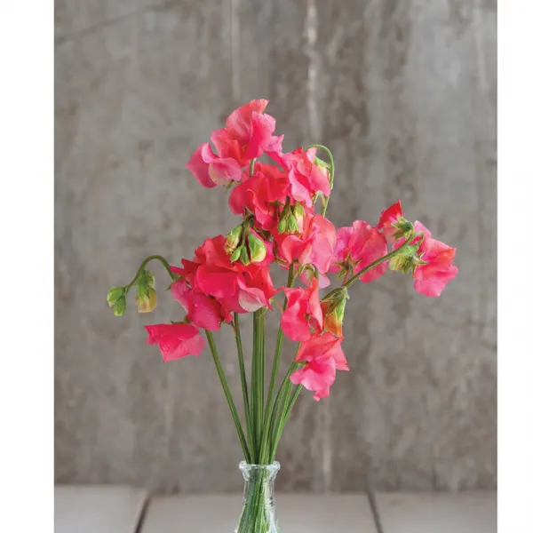 Душистый горошек Elegance Salmon Rose