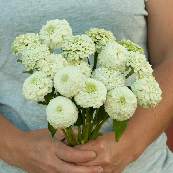 Циния Oklahoma White