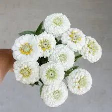 Циния Oklahoma White
