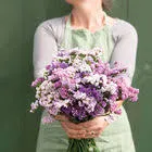 Статица Pastel Shades